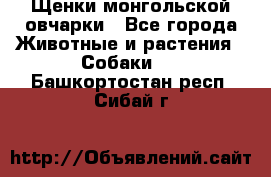 Щенки монгольской овчарки - Все города Животные и растения » Собаки   . Башкортостан респ.,Сибай г.